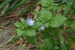 Veronica persica